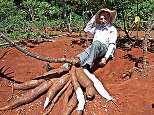 Mandioca gigante desenvolvida por pesquisadores da UnB a partir do cruzamento da espécie comum da mandioca com a da silvestre Manihot glaziovii, que é imprópria para consumo (Foto: Alexandra Martins/UnB Agência)