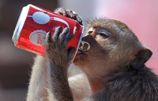 Macaco bebe lata de refrigerante. (Foto: Pornchai Kittiwongsakul/AFP)