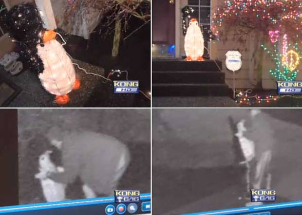 Em janeiro de 2010, câmeras de segurança flagraram um homem roubando um pinguim que era usado como enfeite natalino em frente de uma casa em Woodinville, em Washington (EUA). (Foto: Reprodução)
