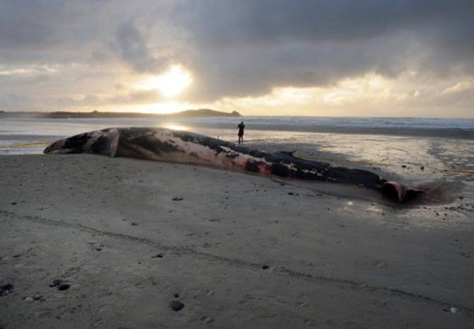 No início do inverno, as baleias começam a sua migração rumo a águas mais quentes do Hemisfério Sul e passam por áreas mais distantes da costa da Bretanha. (Foto: Fred Tanneau/AFP)