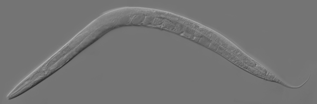 O verme 'C. elegans', que foi usado em pesquisas sobre o impacto de estadias longas de animais no espaço. (Foto: Wikimedia Commons / Creative Commons cc by-sa 2.5)