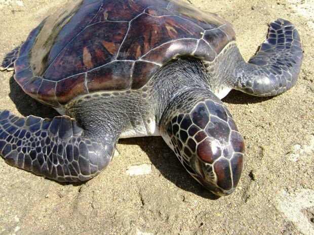 Exemplar da espécie de tartaruga-verde é encontrado morto em praia de Santa Catarina (Foto: Divulgação/Univali)
