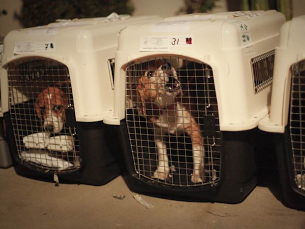 Falência de laboratório espanhol liberta 72 beagles cobaias (Foto: BBC)