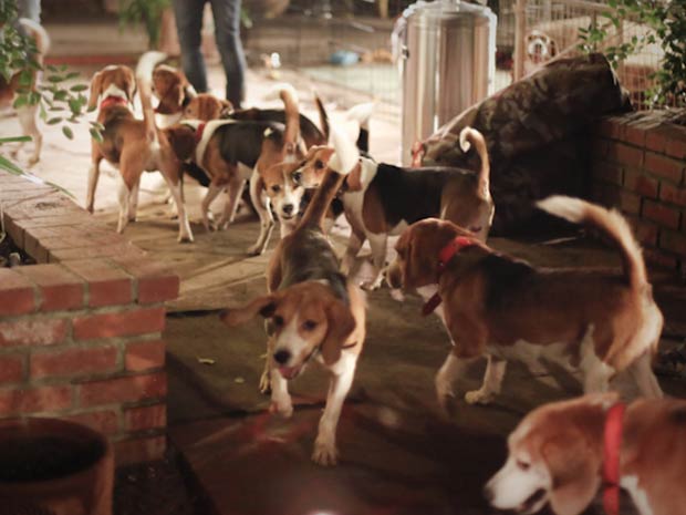 Falência de laboratório espanhol liberta 72 beagles cobaias (Foto: BBC)
