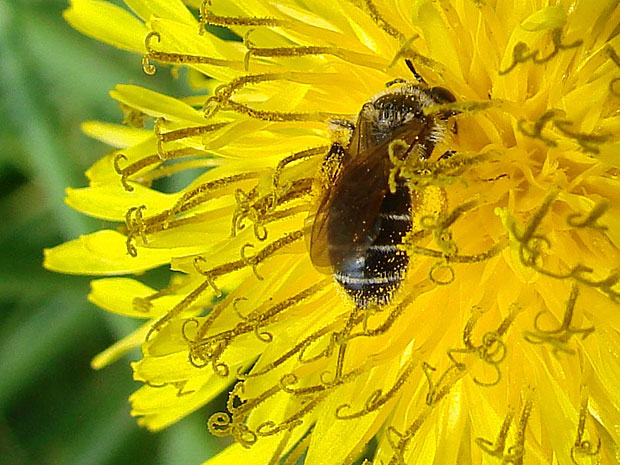 Ciclo de polinização das abelhas e flores tem se adiantado conforme fica mais quente  (Foto: Cortesia/ J.S. Ascher)