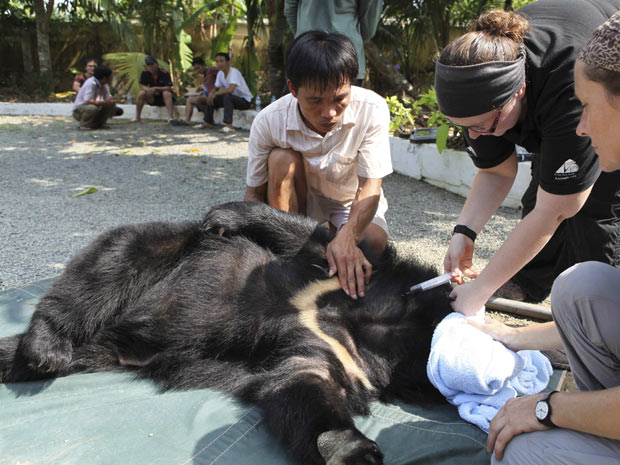 Exemplar de urso-lua (Foto: Asia Animals/Reuters)