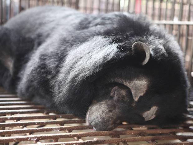 Exemplar de urso-lua (Foto: Asia Animals/Reuters)