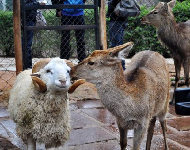 Casal tem chamado atenção em parque de animais em Kunming. (Foto: AFP)