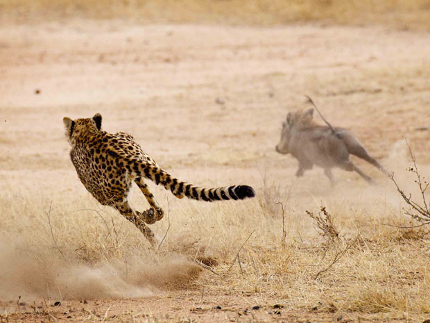 Um javali-africano passou de presa a caçador em apenas alguns instantes na reserva de Tshukudu, na África do Sul. (Foto: Caters/BBC)