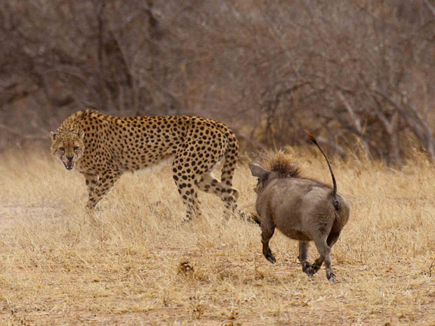 O felino conseguiu chegar bem perto do javali, mas ele decidiu virar o jogo e começou a perseguir o guepardo (Foto: Caters/BBC)