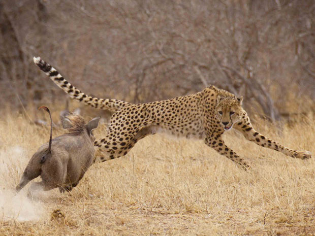 "O guepardo fugiu e o javali-africano foi na direção oposta, satisfeito com o fato de ter assustado um guepardo", afirmou o fotógrafo (Foto: Caters/BBC)