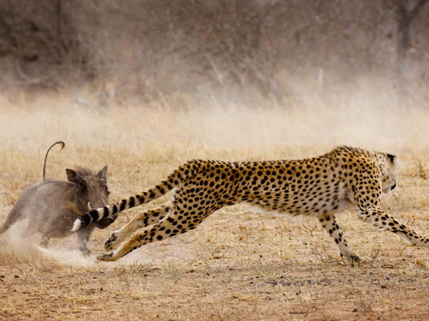 Depois de um movimento agressivo em direção ao guepardo, o javali gritou,  deixando o felino confuso e um pouco chocado com a situação, relatou o fotógrafo. (Foto: Caters/BBC)