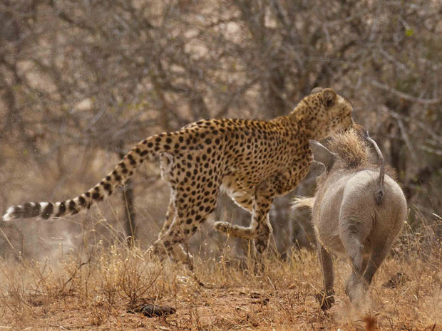 Desta vez, a estratégia do guepardo de caçar suas presas em perseguições velozes não deu certo (Foto: Caters/BBC)