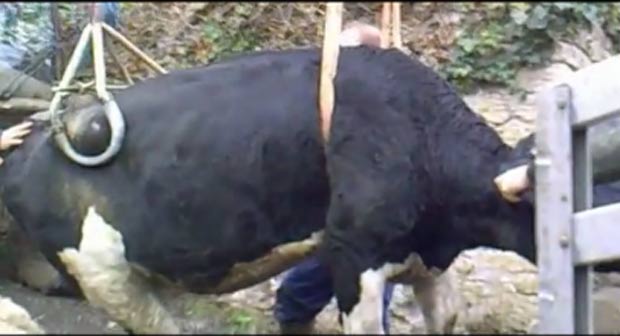 Vaca foi resgatada em Mells ao cair em uma vala de 4,5 m. (Foto: Reprodução/YouTube)
