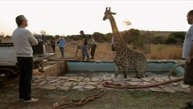 Girafa caiu em uma piscina durante a gravação do programa 'Wild at Heart'. (Foto: Reprodução/YouTube)