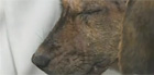 Mais 1 h e cão teria morrido,
 diz veterinária (Reprodução/TV Globo)