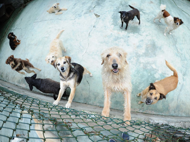 Protetora Telma cuida de mais de 60 animais, e se dedica a cães abandonados há mais de 20 anos (Foto: Raul Zito/G1)