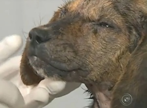 Cachorro é resgatado após passar 12h enterrado em Novo Horizonte (Foto: Reprodução / TV Tem)
