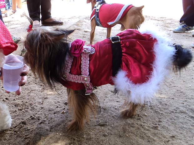 Além da participação dos bichanos, a décima edição do desfile canino de Natal contou ainda com brincadeiras, como o hipismo canino e a participação de um Papai Noel (Foto: Marco Antônio Totó/Divulgação)