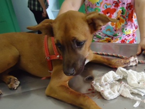 Cachorro teve mandíbula quebrada (Foto: Divulgação / Fábia Mazza)