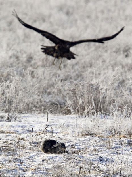 Exemplar de águia-dourada sobrevoa coelho, sua futura presa (Foto: Shamil Zhumatov/Reuters)