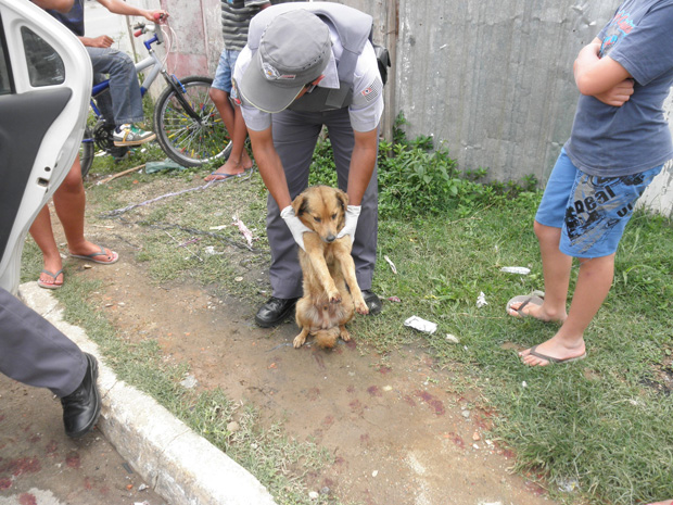 Cachorro ficou com as quatro patas feridas após ser arrastado por carro (Foto: Divulgação/ Polícia Militar)
