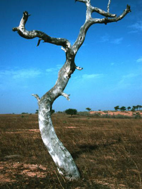Imagem mostra exemplar seco da árvore Prosopis africana, no Senegal  (Foto: Divulgação/Patrick Gonzalez)