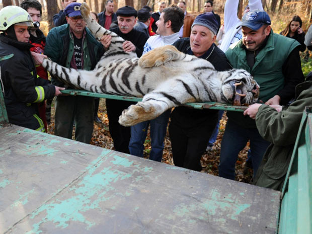 Bombeiros e moradores da região de Sibiu, cidade localizada a 190 km de Bucareste, na Romênia, capturaram nesta terça-feira (13) uma tigresa que havia escapado do zoológico local. Um veterinário do zoo atingiu o animal com um dardo tranqüilizante, que ficou agressivo com caçadores após receber o disparo. A tigresa foi carregada em um caminhão com auxílio de várias pessoas.  (Foto: Sebastian Marcovici/Mediafax/Reuters)