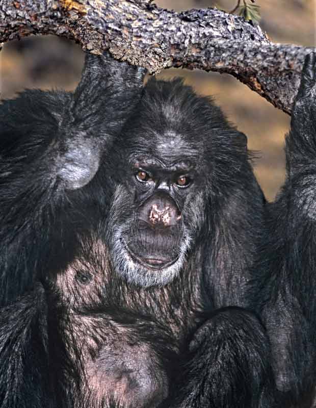 Booie, o chimpanzé ex-fumante, em foto não datada (Foto: AP Photo/Wildlife Way Station, Dave Welling)