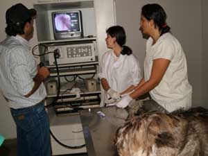 Procedimento foi realizado no Hospital Veterinário de Uberaba  (Foto: Claúdio Yudi/Divulgação)