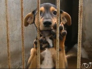 Em Goiânia, pessoas se unem para proteger cães vítimas de maus-tratos (Foto: Reprodução/TV Anhanguera)