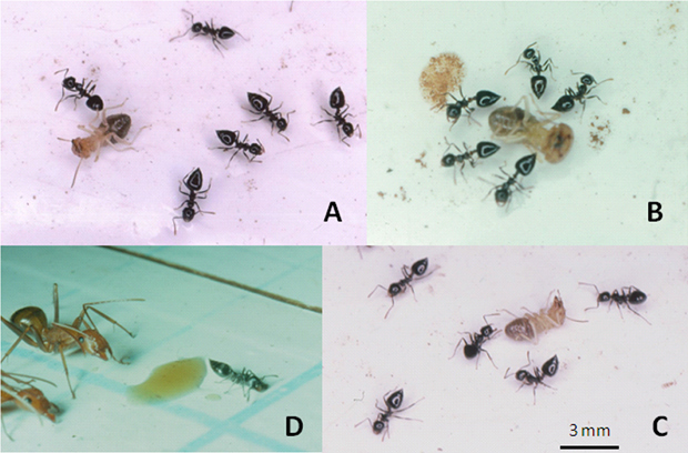 Fotos mostram formigas (em preto) mostrando o abdômen em direção a um cupim inimigo. Com o tempo, o cupim começa a se debater até morrer. Na imagem C, uma formiga ameaça um cupim para proteger uma pequena "poça" de mel. (Foto: PLoS ONE)
