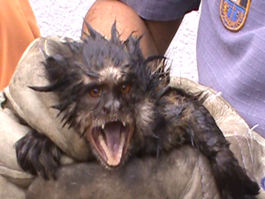 Macaco é resgatado em Rio Preto, SP (Foto: Juliano Abocater / TV Tem)