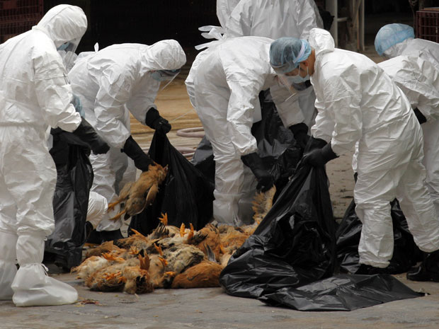 Funcionários da agência de saúde de Hong Kong colocam galinhas mortas dentro de sacos de lixo em um mercado de aves nesta quarta-feira (21). Serão abatidos cerca de 17 mil frangos após umas galinha morta ser diagnosticada com H5N1, o vírus da gripe aviária. (Foto: Tyrone Siu/Reuters)