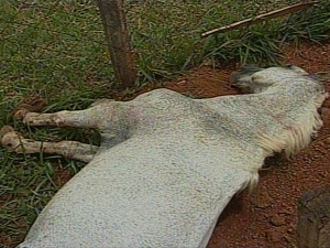 Cavalo morre em Anápolis (GO) após ser espancado (Foto: Reprodução/TV Anhanguera)