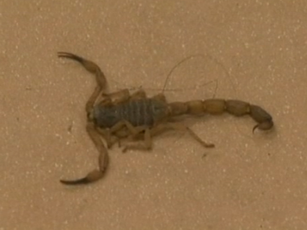 Escorpião é encontrado no Anexo II do Senado (Foto: Reprodução TV Globo)