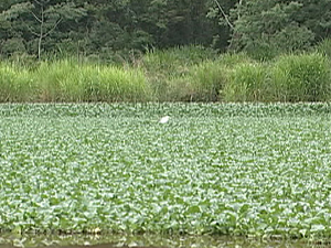 Aguapés se espalham pela lagoa do Sidil em Divinópolis (Foto: Reprodução/TV Integração)