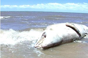 Golfinho foi achado já em estado de decomposição em Pelotas, no RS 300x200 (Foto: Reprodução/RBS TV)