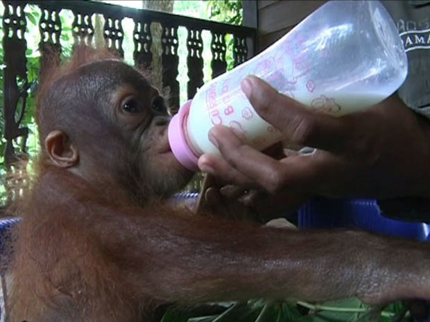 Orangotanto Elaine (Foto: Reprodução/BBC)
