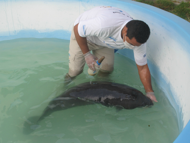 Filhote de peixe-boi é tratado no Ceará (Foto: Aquasis / Divulgação)