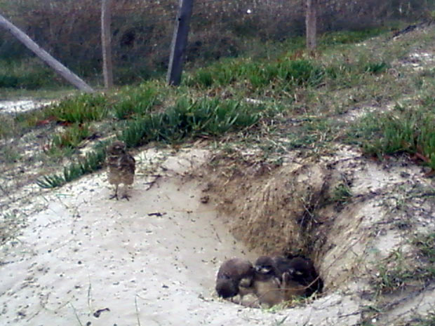 Mãe coruja observa os filhotes na toca (Foto: Giulia Perachi)