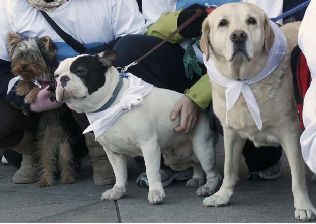 Madri realiza versão canina da corrida de São Silvestre (Foto: Andrea Comas/Reuters)