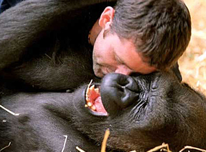 Gorila (Foto: BBC)