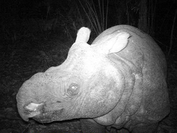 Rinoceronte javanês (Foto: AFP Photo/Ujung Kulon National Park)