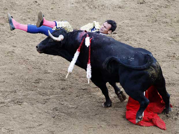O touro levou a melhor nesta sexta-feira (30) na Colômbia. O animal atingiu e derrubou o toureiro Ramiro Cadena, durante festival de touradas em Cali Canaveralejo. Cadena não foi atingido pelos chifres e deixou a arena com ferimentos leves.  (Foto: Jaime Saldarriaga / Reuters)