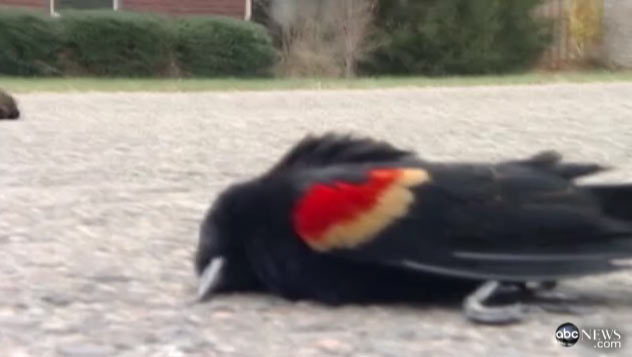 Exemplar de pássaro-preto-da-asa-vermelha encontrado morto em rua da cidade de Beebe, nos Estados Unidos (Foto: Reprodução)