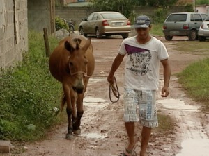 Carroceiro Leonardo com a mula Bebel: sucesso em Barramares, Vila Velha.  (Foto: Reprodução/TV Gazeta)