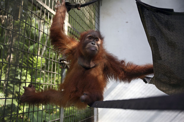 O orangotango já passa bem e está sendo mantido no centro (Foto: Binsar Bakkara/AP)