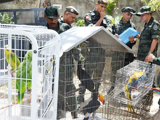 Polícia Ambiental apreende 11 aves em um cativeiro em João Pessoa (Foto: Walter Paparazzo/G1 PB)