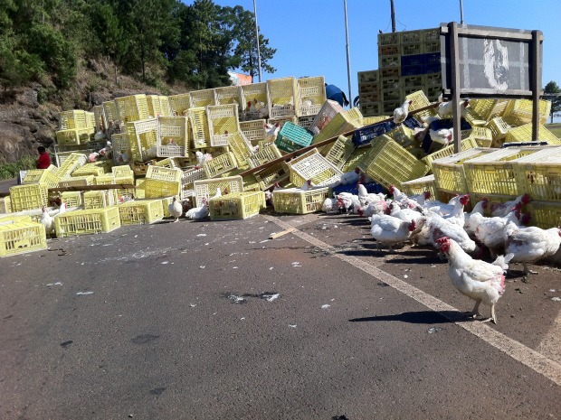 Caminhão transportava galinhas vivas de Francisco Beltrão para São Paulo.  (Foto: Michelli Kracker/ RPC TV Foz do Iguaçu)